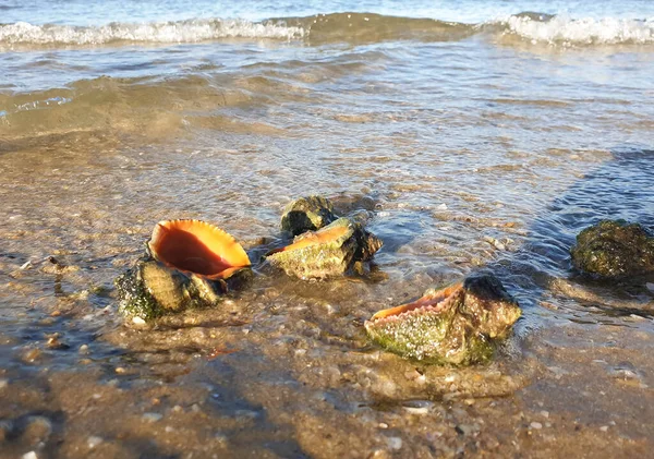 Rapana Muricidae Molluschi Gasteropodi Marini Predatori Una Calda Mattina Estate — Foto Stock