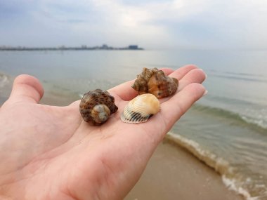Avuç içlerindeki deniz kabukları, Karadeniz kıyısında ılık bir yaz sabahı. Anapa, Krasnodar bölgesi.