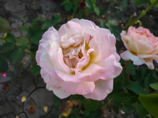 Une Chaude Soirée Sud Roses Dans Parc Anapa Région Krasnodar — Photo