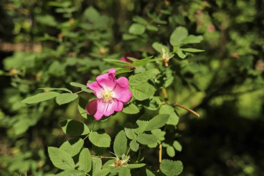 Yaban gülünün narin bir çiçeği. Yaroslavl. Güzel bir parkta güzel bir yaz günü