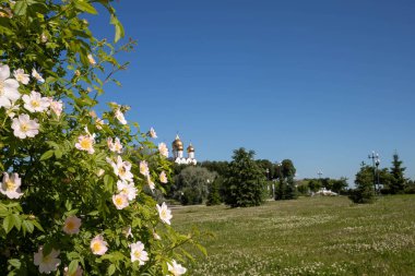 Yaban gülünün narin bir çiçeği. Yaroslavl. Güzel bir parkta güzel bir yaz günü