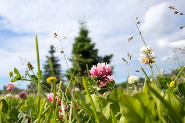 Trifolium. Strelka, Yaroslavl 'daki parkta pembe yonca. Zemin kattan yakın çekim. Parlak yaz sabahı