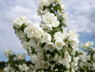 Philadelphia 'nın narin bir çiçeği. Yaroslavl. Güzel bir parkta güzel bir yaz günü