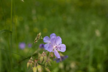 Geranium pratense ait narin bir çiçek. Yaroslavl. Güzel bir parkta güzel bir yaz günü