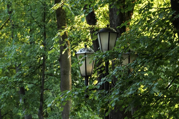 Yaroslavl Wolga Dijk Yaroslavl Zomer Avond Licht Volzhsky Boulevard Linden — Stockfoto