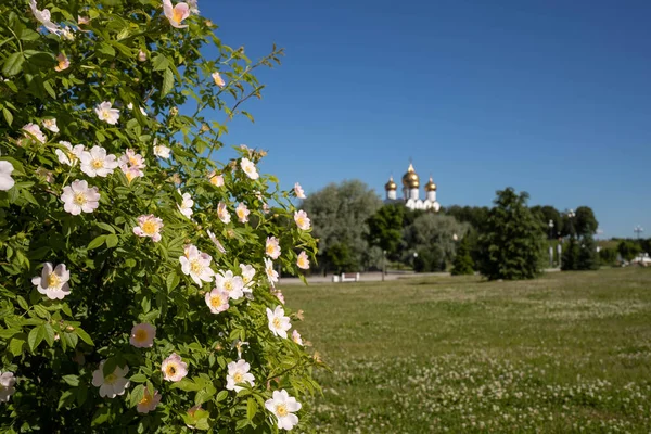 Eine Zarte Blume Aus Wildrose Jaroslawl Schöner Sommertag Einem Wunderschönen — Stockfoto