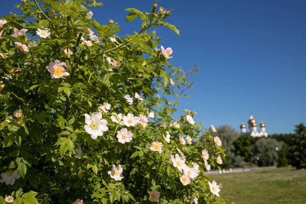 Eine Zarte Blume Aus Wildrose Jaroslawl Schöner Sommertag Einem Wunderschönen — Stockfoto