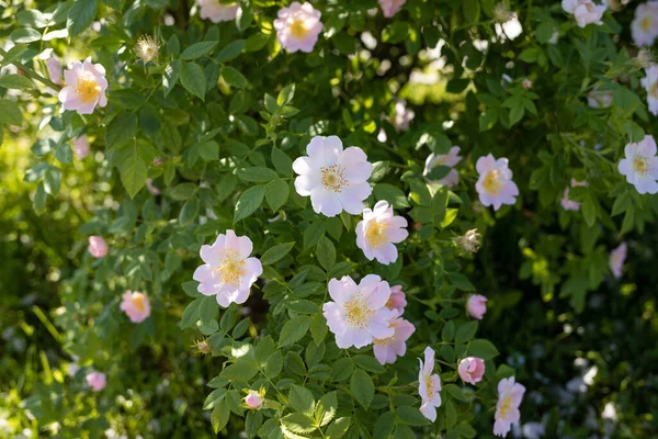 Una Delicada Flor Rosa Silvestre Yaroslavl Hermoso Día Verano Hermoso —  Fotos de Stock