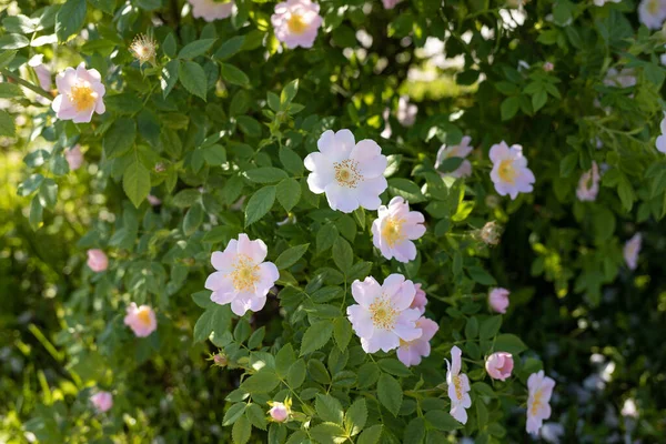 Una Delicada Flor Rosa Silvestre Yaroslavl Hermoso Día Verano Hermoso —  Fotos de Stock