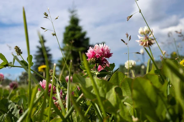 Trifolium Trèfle Rose Dans Parc Sur Strelka Yaroslavl Gros Plan — Photo