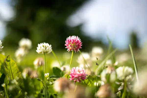 Trifolium Rosenklee Park Der Strelka Jaroslawl Nahaufnahme Vom Boden Aus — Stockfoto