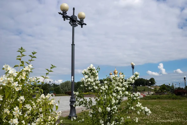 Eine Zarte Blume Von Philadelphus Vor Dem Hintergrund Der Sehenswürdigkeiten — Stockfoto