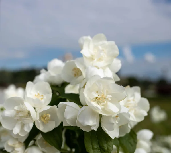 Una Delicada Flor Filadelfo Yaroslavl Hermoso Día Verano Hermoso Parque —  Fotos de Stock