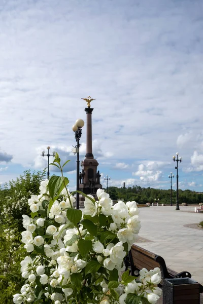 Philadelphus Finom Virága Jaroszlavl Gyönyörű Nyári Nap Egy Gyönyörű Parkban — Stock Fotó