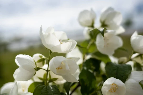 Una Delicada Flor Filadelfo Yaroslavl Hermoso Día Verano Hermoso Parque —  Fotos de Stock