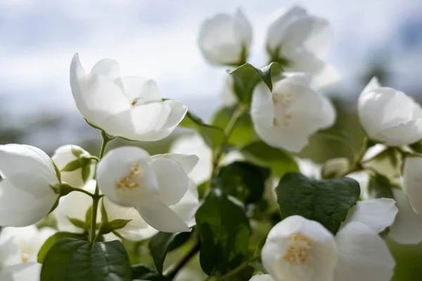 Una Delicada Flor Filadelfo Yaroslavl Hermoso Día Verano Hermoso Parque —  Fotos de Stock