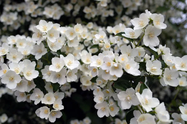 Eine Zarte Blume Von Philadelphus Jaroslawl Schöner Sommertag Einem Wunderschönen — Stockfoto