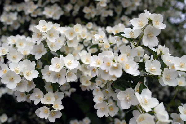 Une Fleur Délicate Philadelphus Yaroslavl Belle Journée Été Dans Beau — Photo