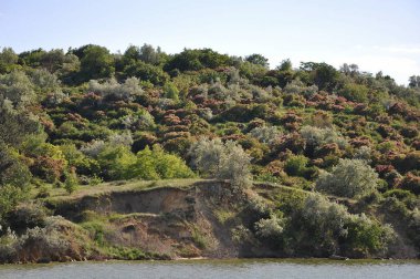 Kıyı şeridi manzara. Nehrin güzel bir manzara. Doğa ve temiz hava. Yemyeşil ağaçlar ve akış aşağı çalışan bir nehir. Seyahat için iyi bir yer.