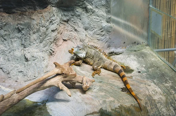 Игуана Террариуме Зоопарка Большая Ящерица Воспроизводил Природный Ландшафт Жизни Камень — стоковое фото