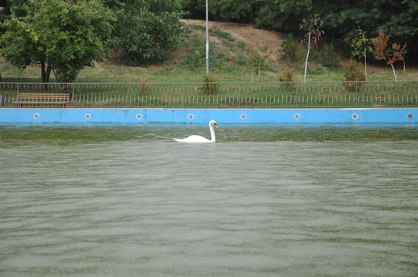 Lone white swan on lake water in park.Lone white swan on lake water in park. A light rain and green branches of trees.