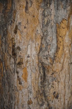Ağaç gövdesi doku. Arka plan sarı ve gri. Yumuşak doku.