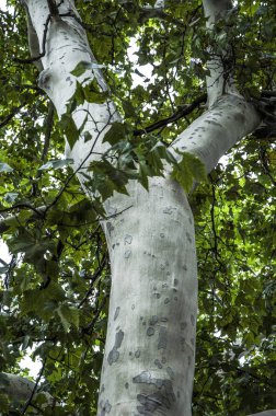 SAP ve doku çınar ağacı. Adet odunsu kabuğu ile pürüzsüz.