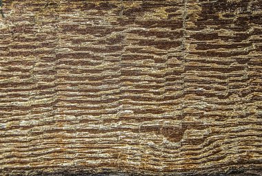 İllüstrasyon kahverengi şeritler ile beyaz bir arka plan üzerinde yaşlı bir ağaç doku.