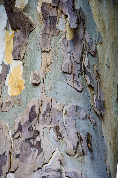 Textures of plane trees. Different colors and shades. Yellow, green, blue, brown and gray. The background of tree trunks.