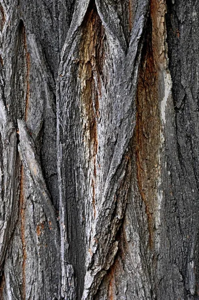 Текстура Дерева Маленькая Большая Кора Ствола Серый Желтоватый Белый Фон — стоковое фото