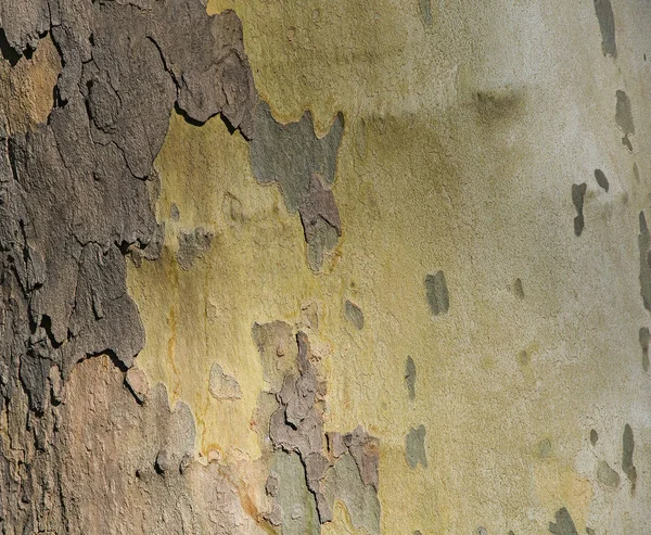 나무의 줄기의 텍스처입니다 노란색 — 스톡 사진