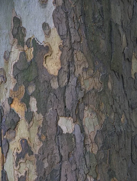 Textura Árvore Sicômoro Fundo Cinza Amarelo Casca Cor Tronco — Fotografia de Stock