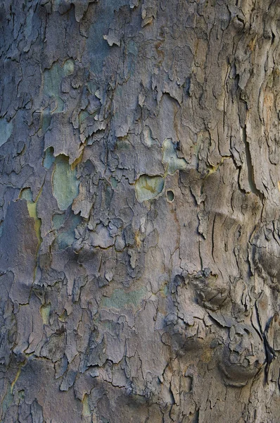 Sycamore Fundo Amarelo Cinza Com Diferentes Tons Casca Textura Superficial — Fotografia de Stock