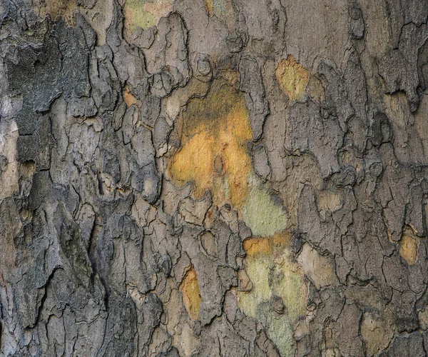 Çınar Eski Ağaç Gövdesi Sarı Arka Plan Kabuk Gri Olduğunu — Stok fotoğraf