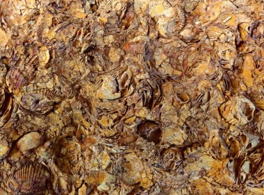 Taş doku soyut Illustration. Deniz kabuklarını doku... Yakın çekim. Arka planda sarı ve kahverengi.