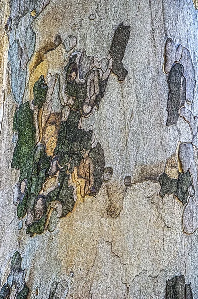 Sycamore. Smooth tree trunk. Green, blue, brown and yellow spots. Background illustration.