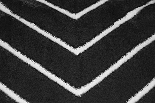Fur Texture Gray Background White Stripes — Stock Photo, Image