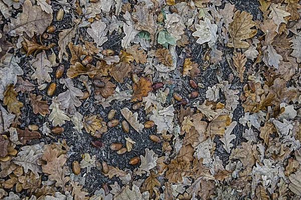 Acorns, among oak leaves.Art photography.