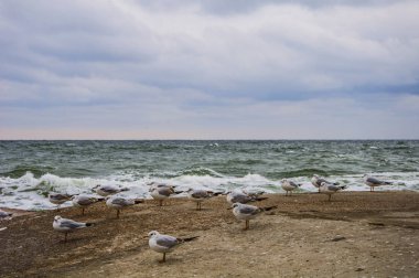 Martılar Karadeniz kıyısında. Deniz manzarası. Mavi gökyüzü arka plan ve yeşil dalgalar.