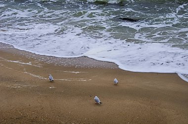 Deniz arka plan. Sörf kenarında plajın kumları üzerinde üç martılar.