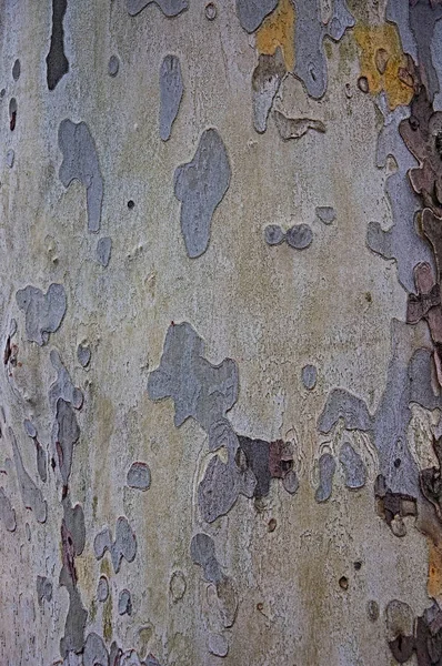 Textura Fundo Sicômoro Árvore — Fotografia de Stock