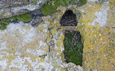 Doku ve arka plan beton, yosun kaplı. Ayak izi beton .