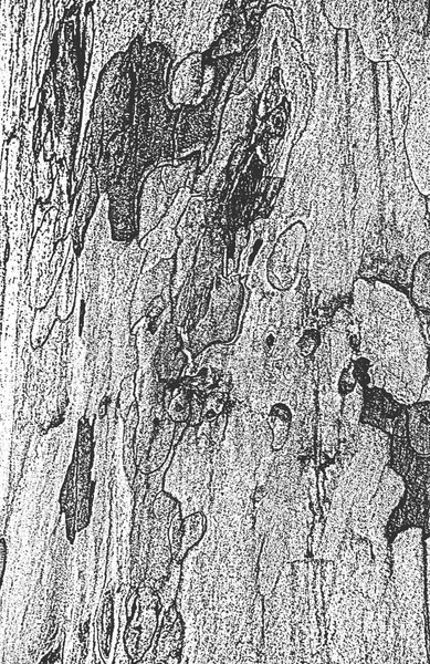 Беда Старой Сухой Деревянной Коры Вектор Eps8 — стоковый вектор