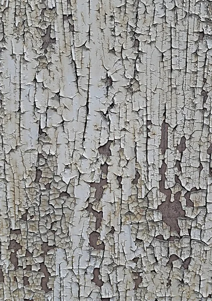 Texture of old damaged wood. Background of white cracked paint.