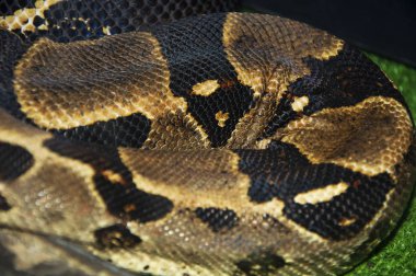Yılan dokular ve arka planlar. Benekli python yakın çekim.