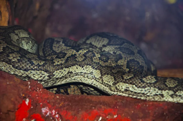 Schlangen Texturen Und Hintergründe Gefleckter Python Aus Nächster Nähe — Stockfoto