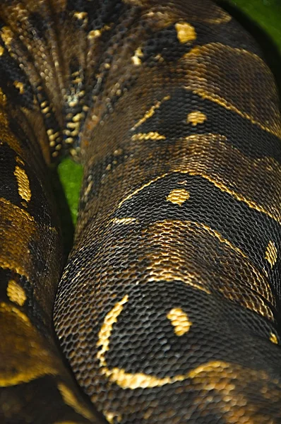 Schlangen Texturen Und Hintergründe Gefleckter Python Aus Nächster Nähe — Stockfoto