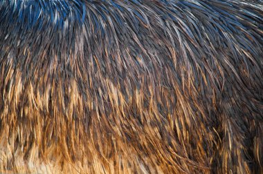 Yırtıcı vahşi kuşun doku arka planı. Arka plan tüyleri.