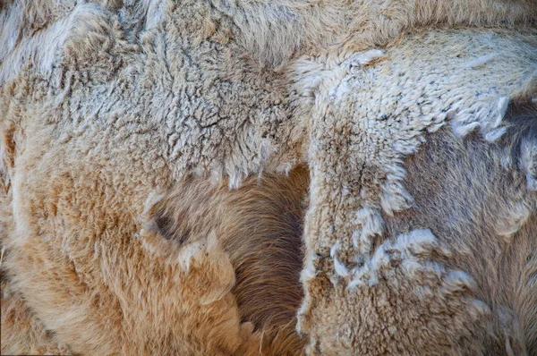 혹낙타의 피부와 양모의 — 스톡 사진