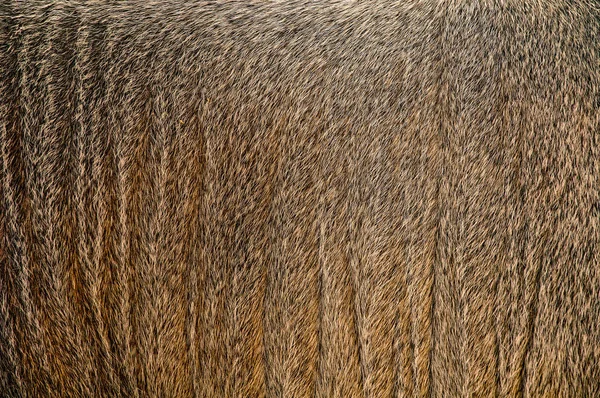 Background texture of genuine leather and wild deer fur. Brown and gray color of wild animal. — Stock Photo, Image
